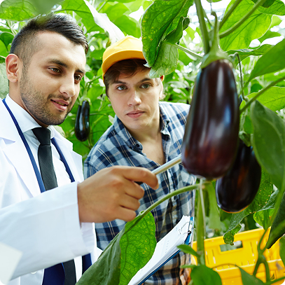 Add_Pest_Incidence_&_Crop_Advisory